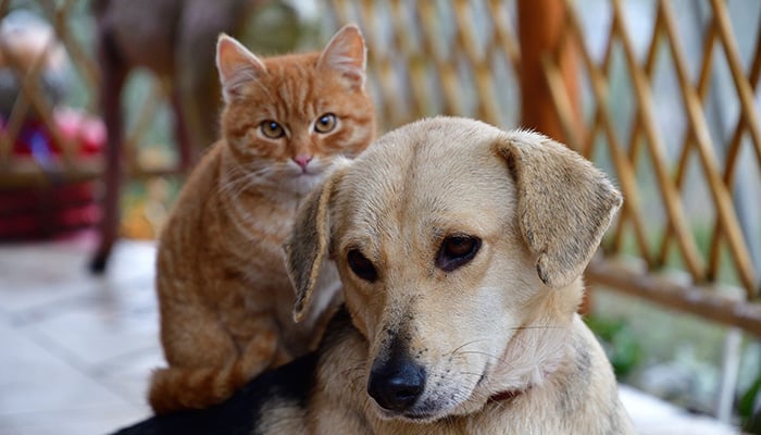 Dog And Cat Pets Hanging Out